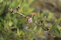 Lepidaploa karstenii