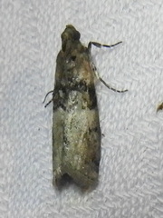 Tlascala reductella