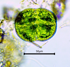 Cosmarium pseudoconnatum