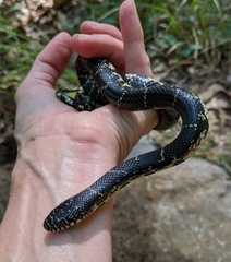 Lampropeltis