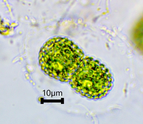 Cosmarium amoenum — photo 1