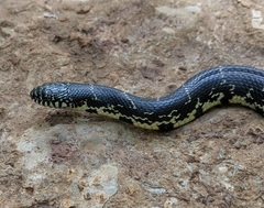 Lampropeltis