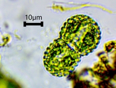 Cosmarium amoenum