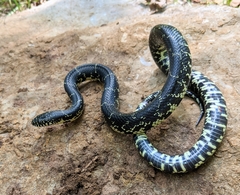 Lampropeltis