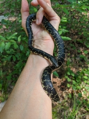 Lampropeltis