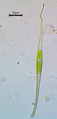 Closterium setaceum
