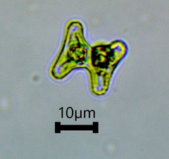 Staurastrum alternans