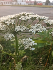 Heracleum sosnowskyi
