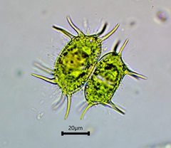 Xanthidium antilopaeum