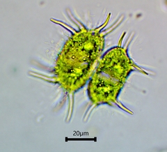 Xanthidium antilopaeum