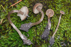 Pseudolaccaria pachyphylla