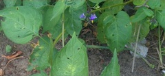 Solanum dulcamara
