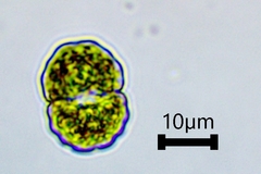 Cosmarium crenulatum