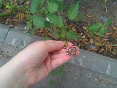 Solanum dulcamara