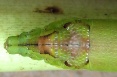 Eupanacra elegantulus