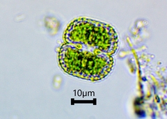 Cosmarium punctulatum