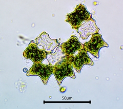 Pediastrum