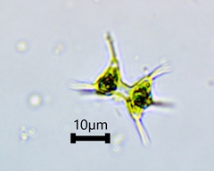 Staurodesmus cuspidatus