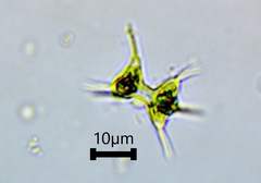 Staurodesmus cuspidatus