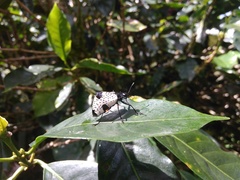 Cypherotylus debauvei