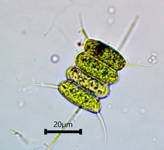 Desmodesmus communis