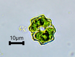Desmidiaceae