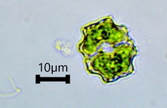 Desmidiaceae
