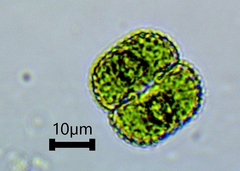 Cosmarium punctulatum