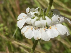 Collinsia tinctoria