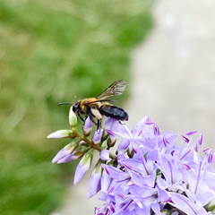 Andrena