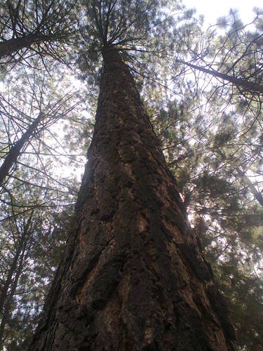 thinleaf pine
