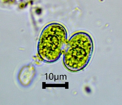 Cosmarium contractum