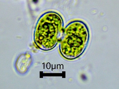 Cosmarium contractum