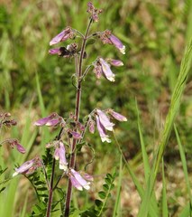 Penstemon hirsutus
