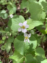 Viola canadensis scopulorum
