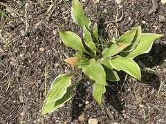 Hosta capitata