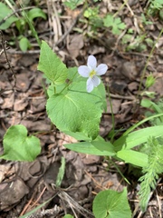 Viola canadensis scopulorum