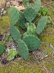 Opuntia cespitosa