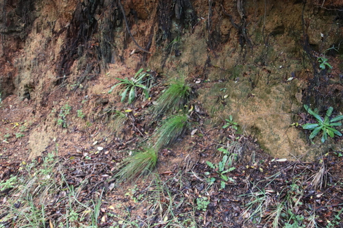 Image of Ficinia fastigiata by (c) Tony Rebelo, some rights reserved (CC BY-SA)