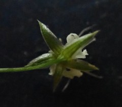 Stellaria fennica