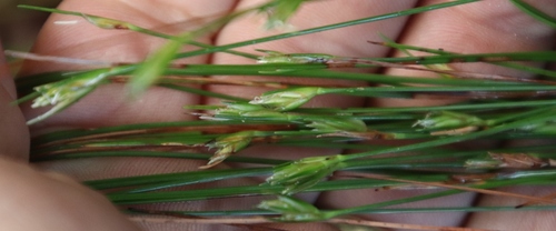 Image of Ficinia fastigiata by (c) Tony Rebelo, some rights reserved (CC BY-SA)