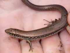 Tetradactylus seps