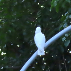 Cacatua goffiniana