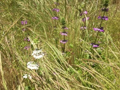 Collinsia tinctoria