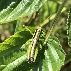 Melanoplus gracilis