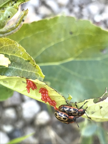 Laurentian Leaf Beetle