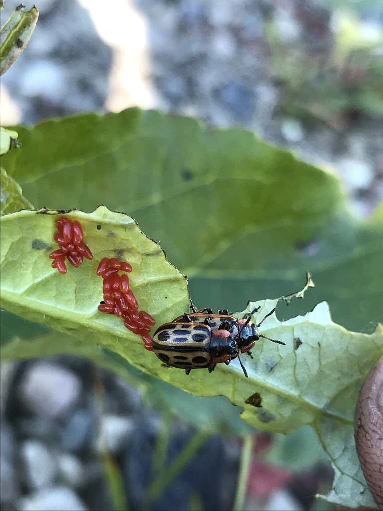 Chrysomela laurentia