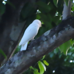 Cacatua goffiniana