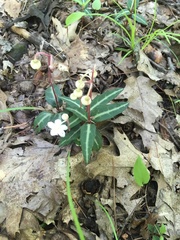 Chimaphila