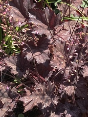 Heuchera micrantha diversifolia
